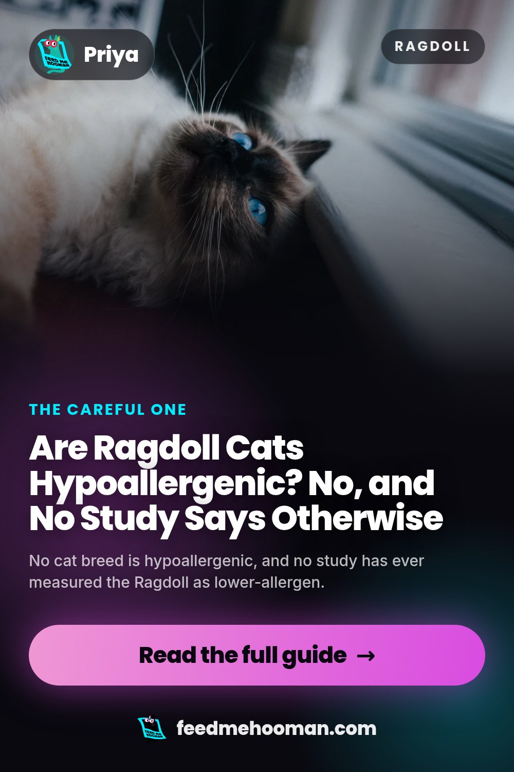 Are Ragdoll Cats Hypoallergenic? No, and No Study Says Otherwise