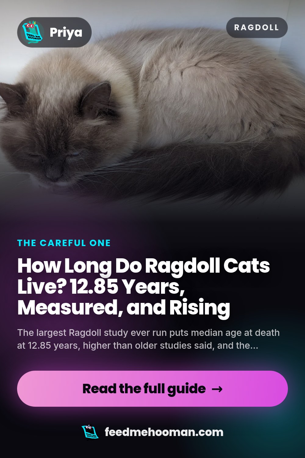 How Long Do Ragdoll Cats Live? 12.85 Years, Measured, and Rising