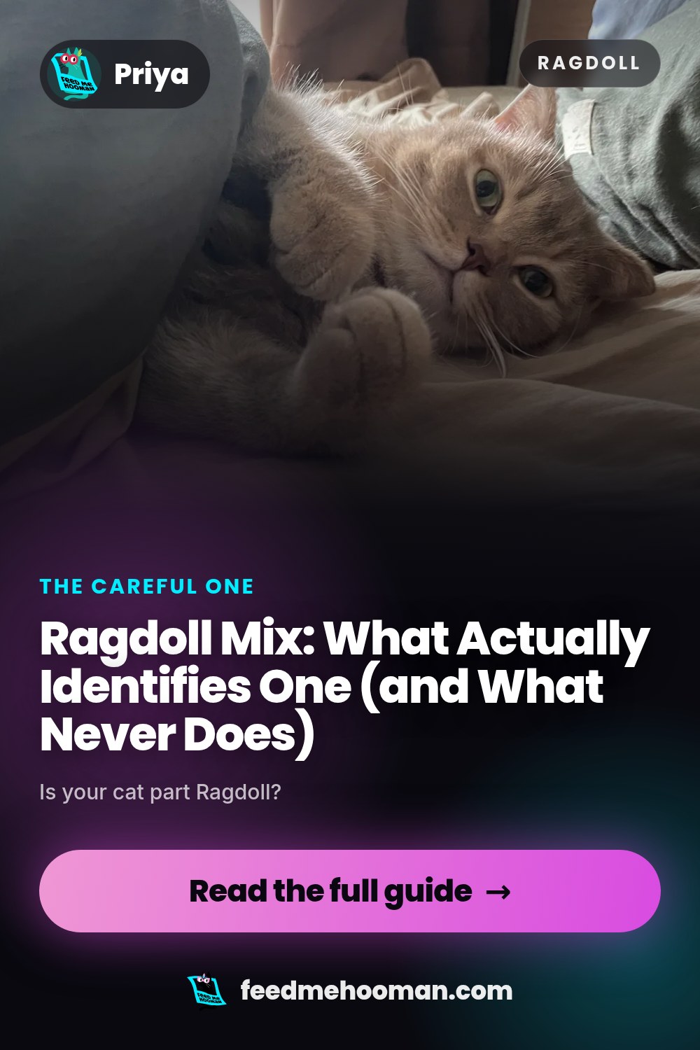 Ragdoll Mix: What Actually Identifies One (and What Never Does)