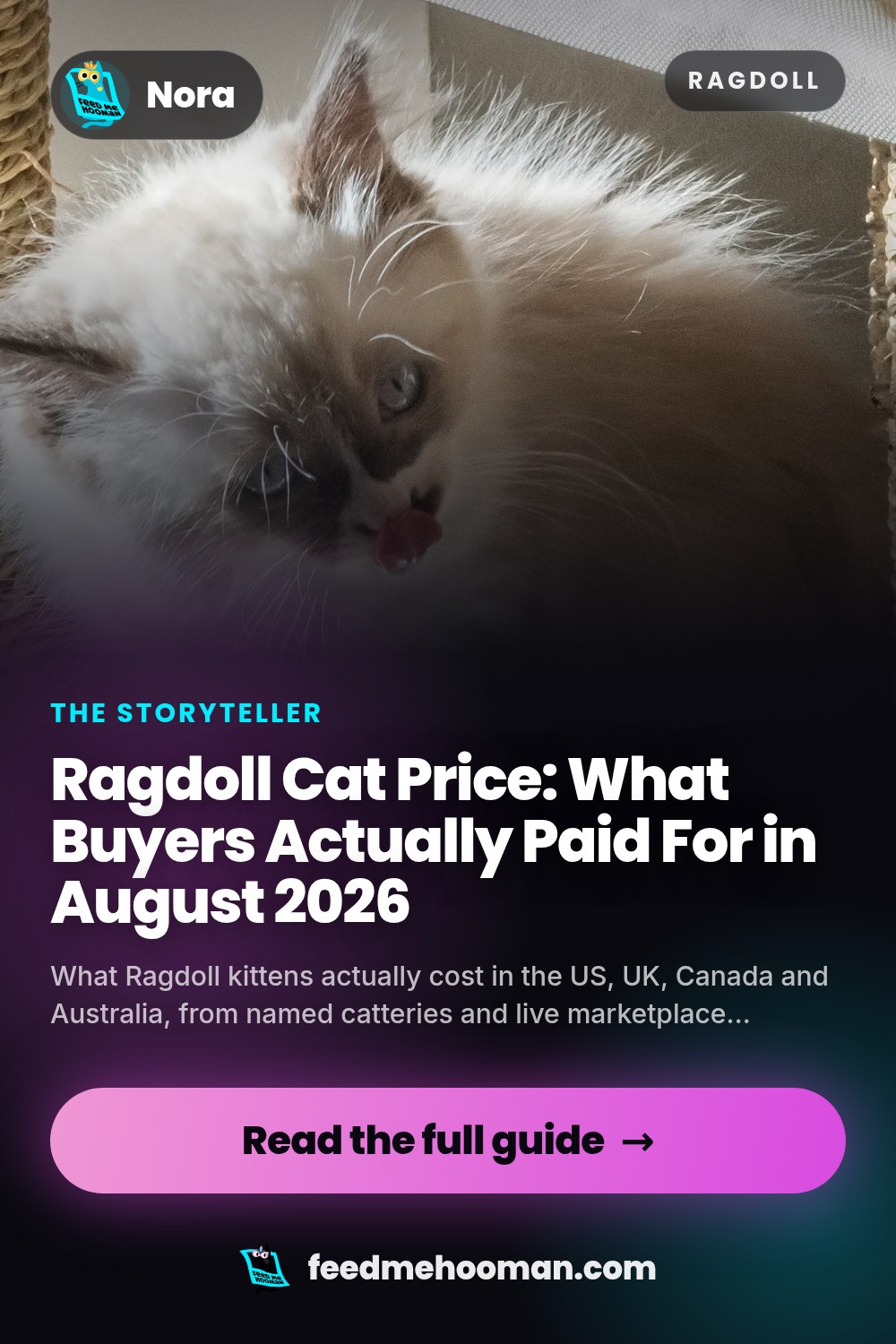 Ragdoll Cat Price: What Buyers Actually Paid For in August 2026