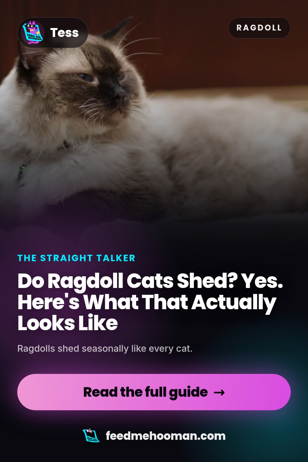 Do Ragdoll Cats Shed? Yes. Here's What That Actually Looks Like