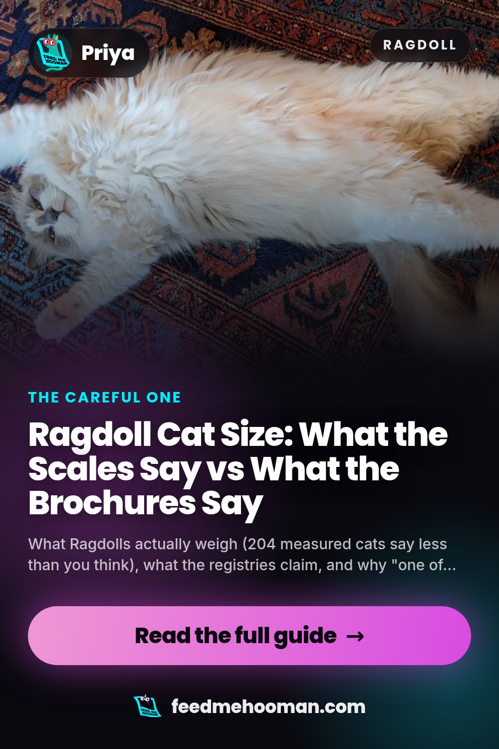 Ragdoll Cat Size: What the Scales Say vs What the Brochures Say