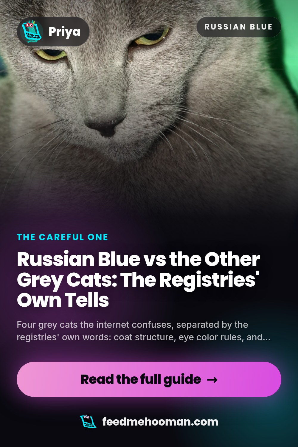 Russian Blue vs the Other Grey Cats: The Registries' Own Tells