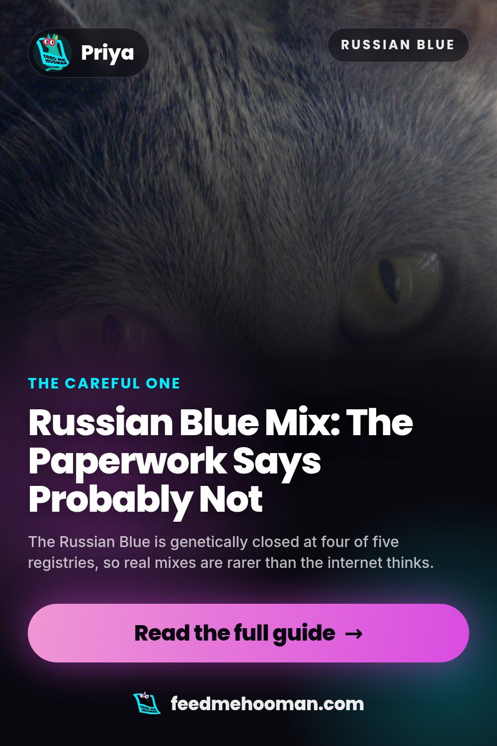 Russian Blue Mix: The Paperwork Says Probably Not