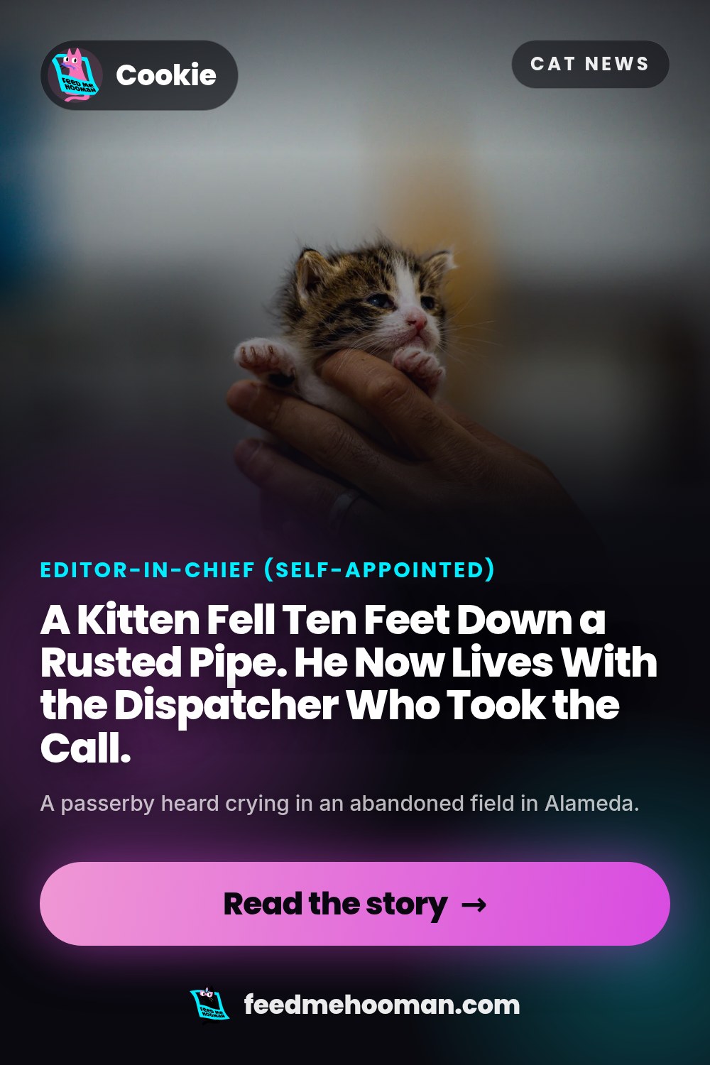 A Kitten Fell Ten Feet Down a Rusted Pipe. He Now Lives With the Dispatcher Who Took the Call.