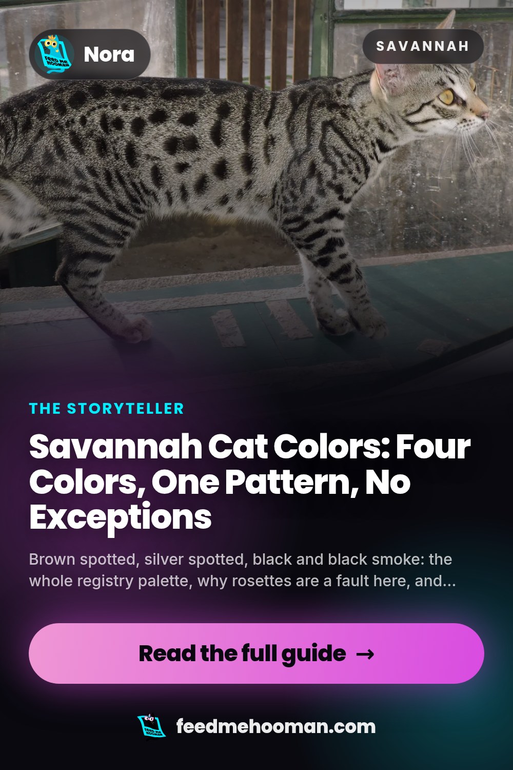 Savannah Cat Colors: Four Colors, One Pattern, No Exceptions