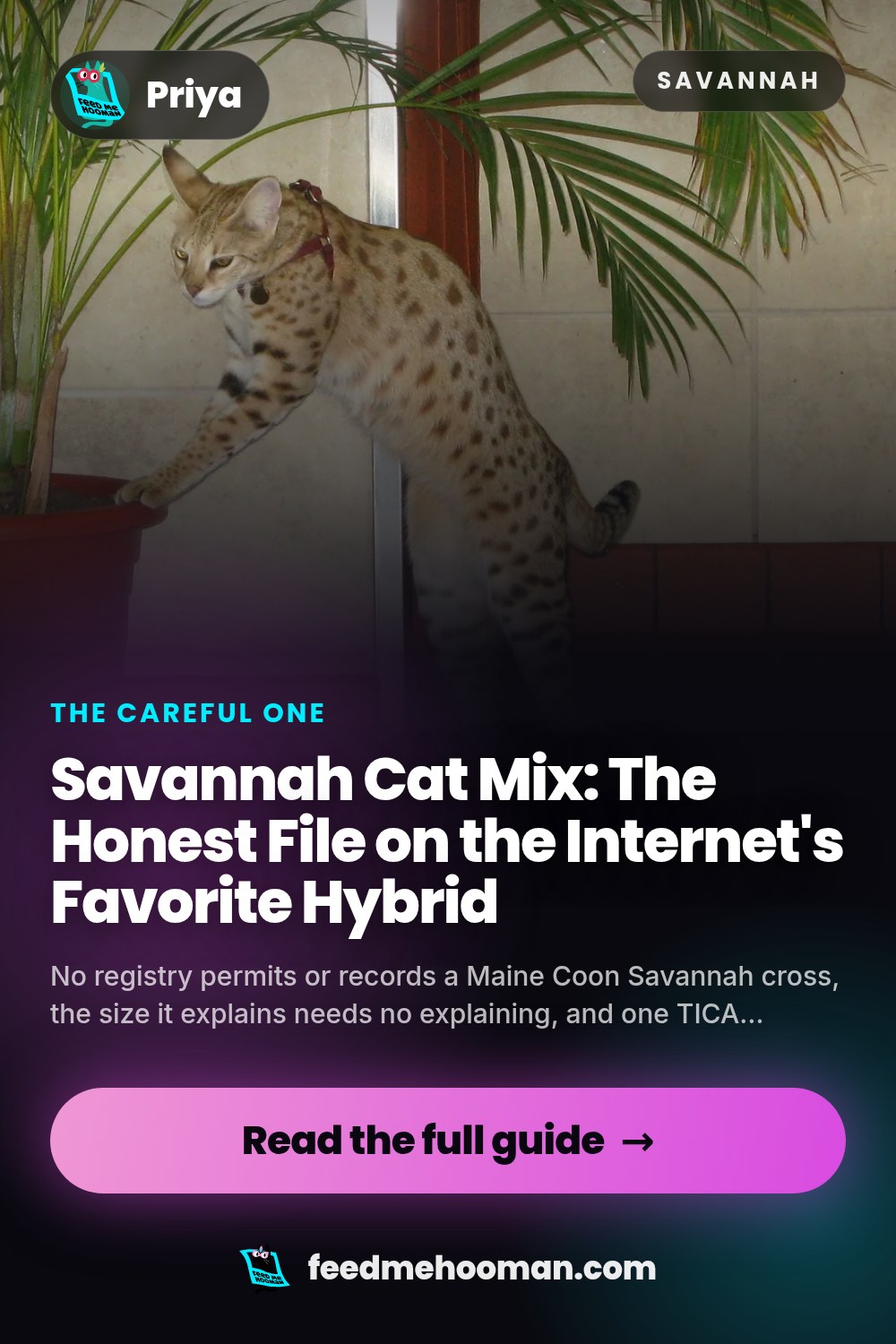 Savannah Cat Mix: The Honest File on the Internet's Favorite Hybrid