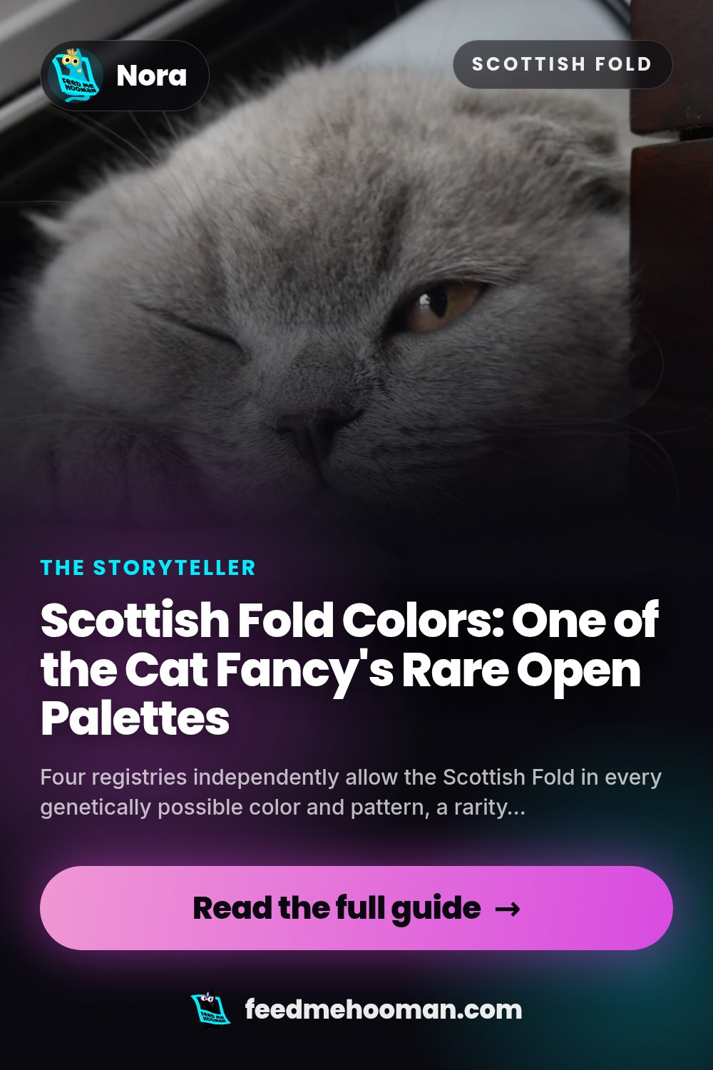 Scottish Fold Colors: One of the Cat Fancy's Rare Open Palettes