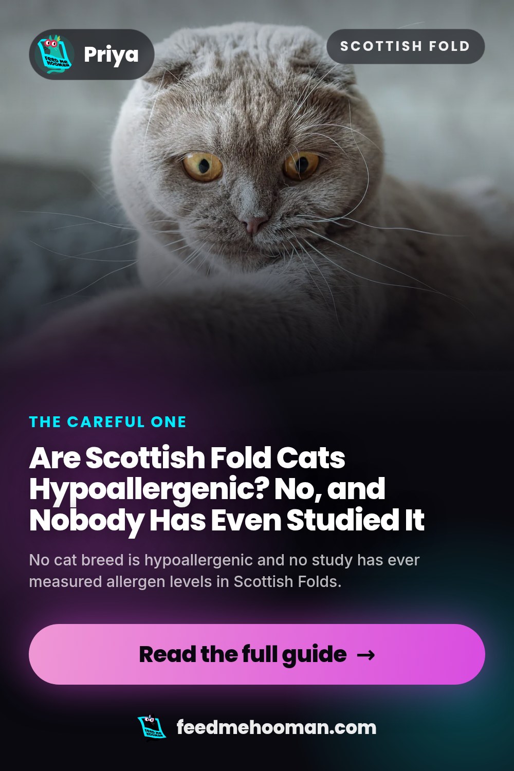Are Scottish Fold Cats Hypoallergenic? No, and Nobody Has Even Studied It