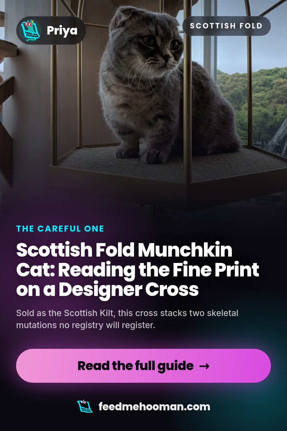 Scottish Fold Munchkin Cat: Reading the Fine Print on a Designer Cross