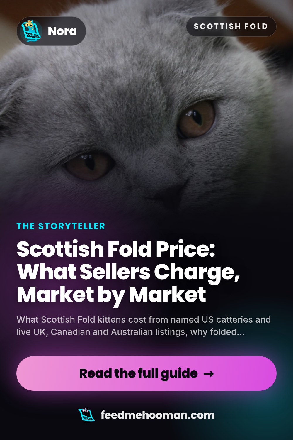 Scottish Fold Price: What Sellers Charge, Market by Market