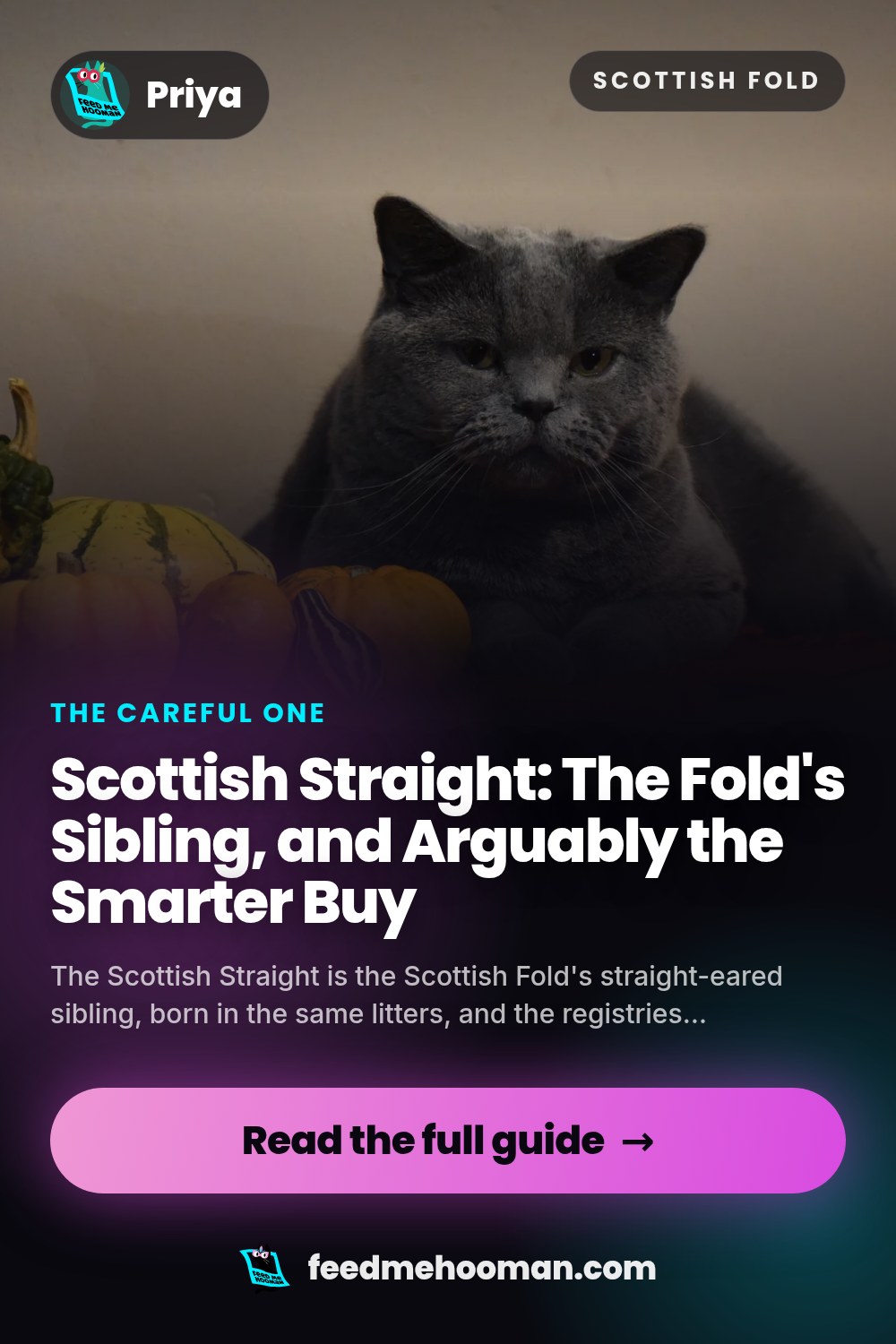 Scottish Straight: The Fold's Sibling, and Arguably the Smarter Buy