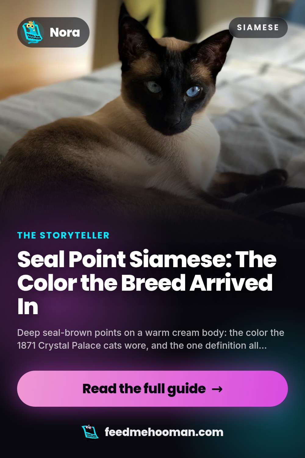 Seal Point Siamese: The Color the Breed Arrived In
