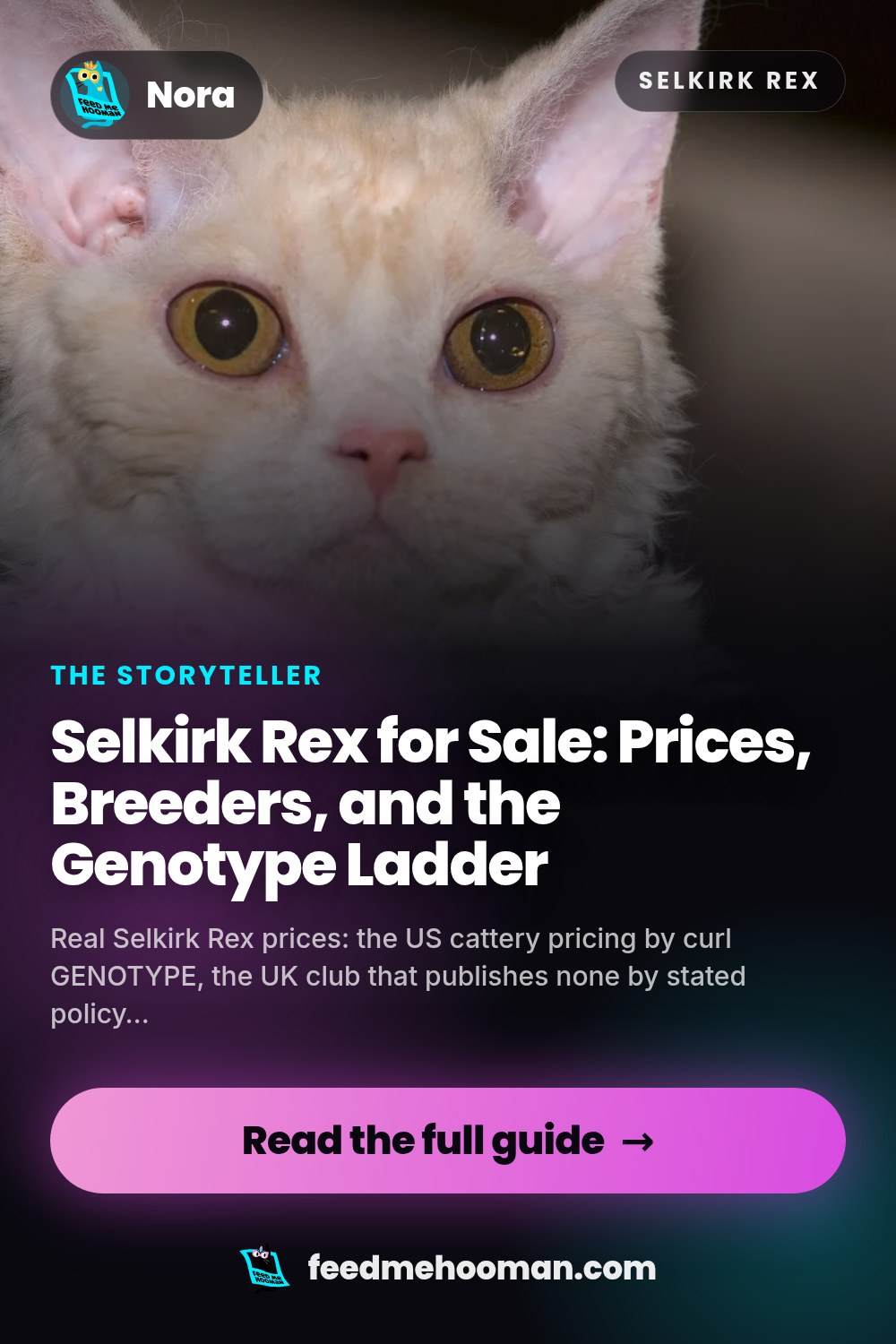 Selkirk Rex for Sale: Prices, Breeders, and the Genotype Ladder