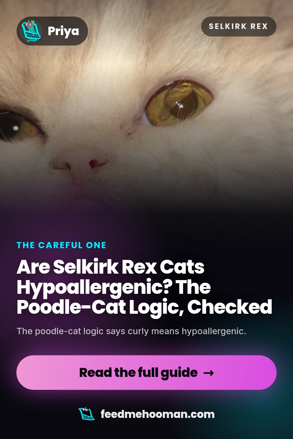 Are Selkirk Rex Cats Hypoallergenic? The Poodle-Cat Logic, Checked