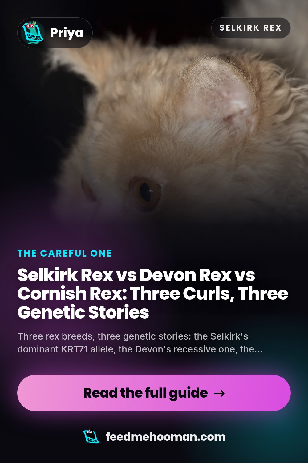 Selkirk Rex vs Devon Rex vs Cornish Rex: Three Curls, Three Genetic Stories