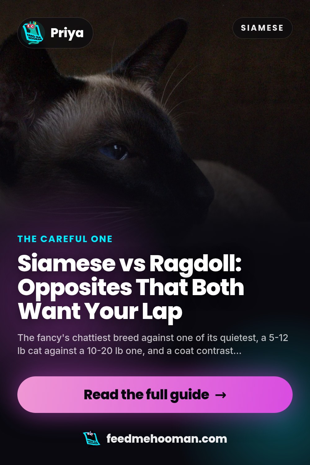 Siamese vs Ragdoll: Opposites That Both Want Your Lap