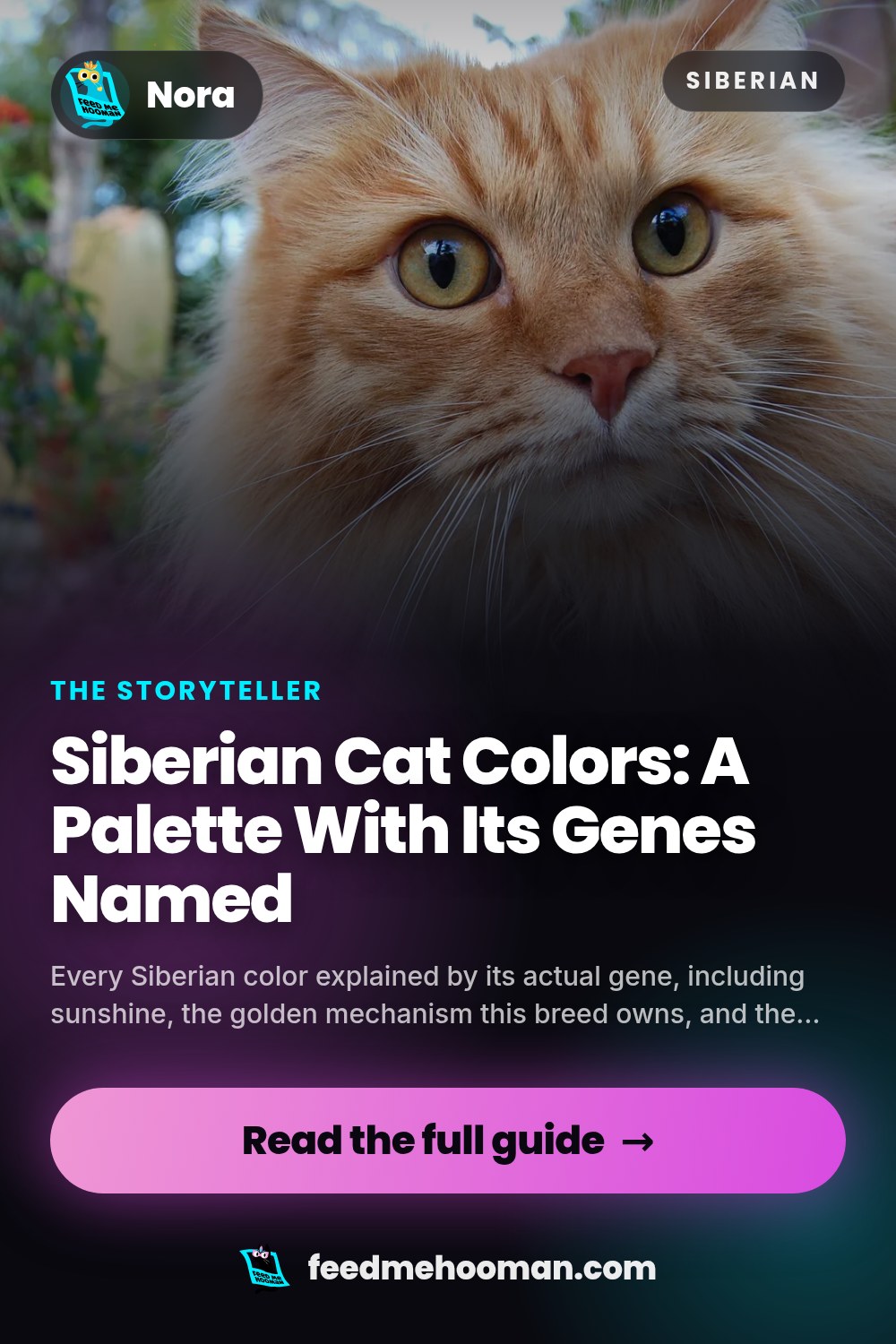 Siberian Cat Colors: A Palette With Its Genes Named