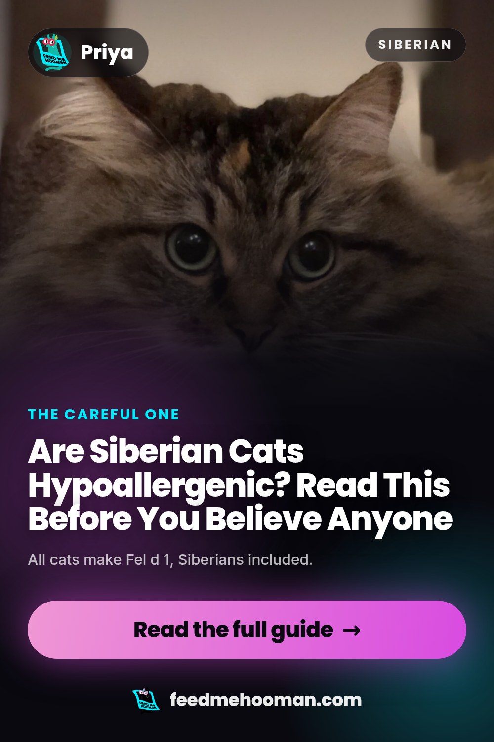 Are Siberian Cats Hypoallergenic? Read This Before You Believe Anyone