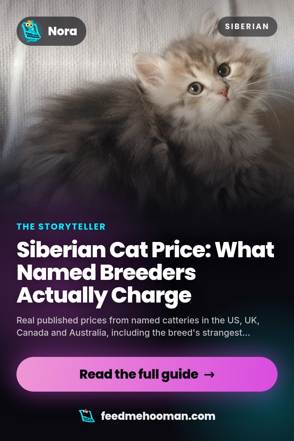 Siberian Cat Price: What Named Breeders Actually Charge