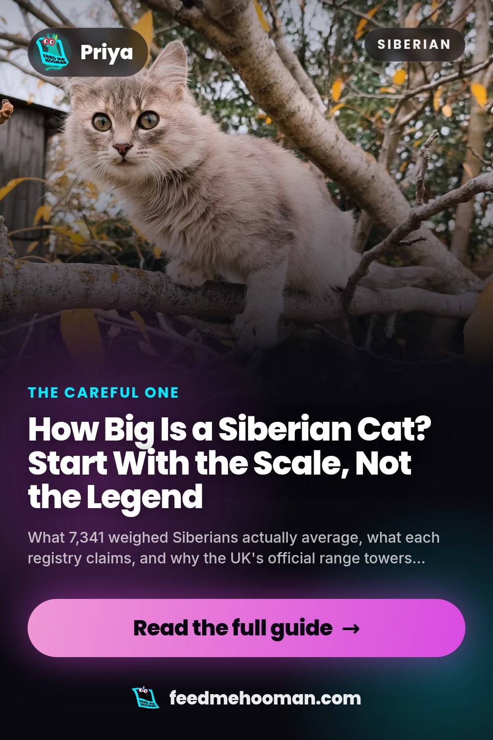 How Big Is a Siberian Cat? Start With the Scale, Not the Legend
