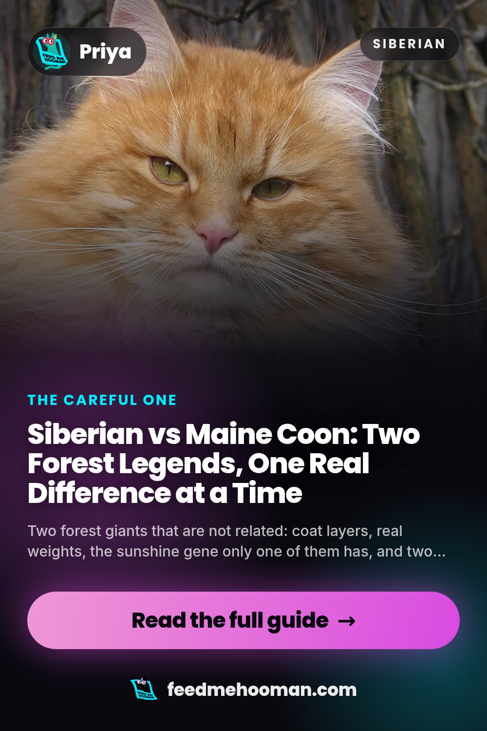 Siberian vs Maine Coon: Two Forest Legends, One Real Difference at a Time