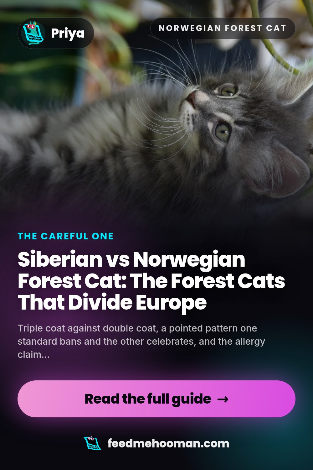 Siberian vs Norwegian Forest Cat: The Forest Cats That Divide Europe