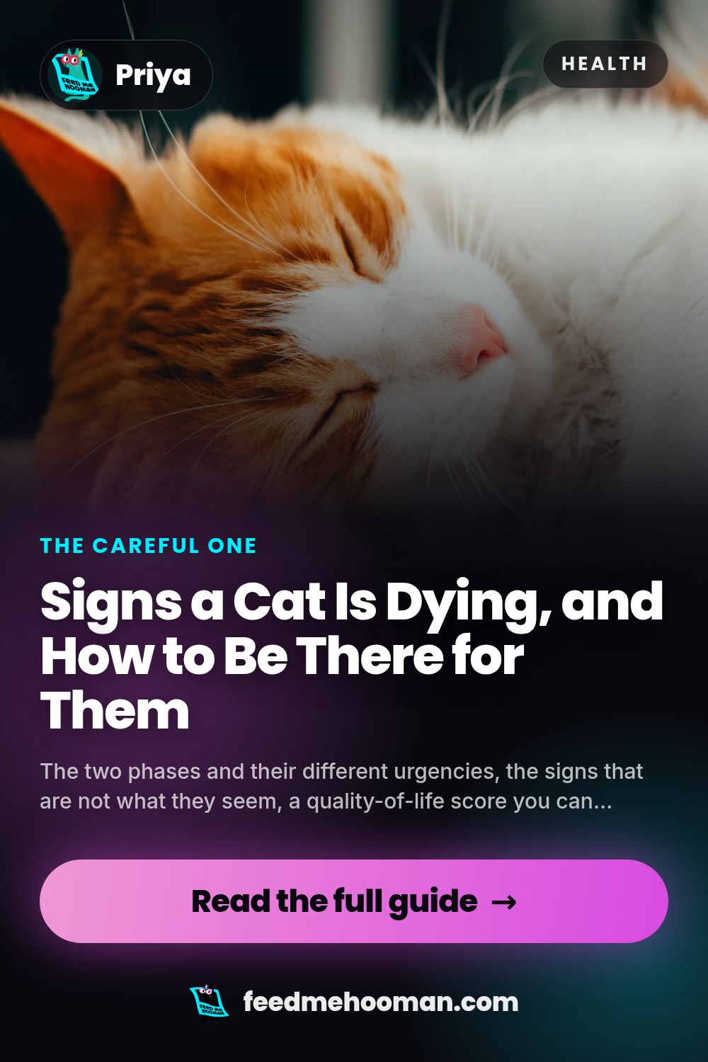 Signs a Cat Is Dying, and How to Be There for Them