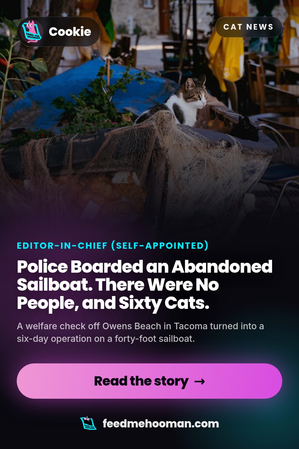 Police Boarded an Abandoned Sailboat. There Were No People, and Sixty Cats.
