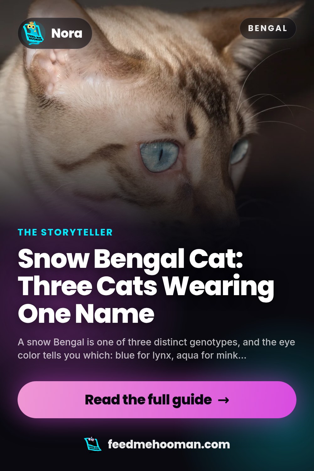 Snow Bengal Cat: Three Cats Wearing One Name
