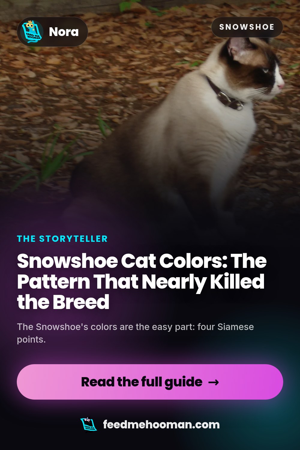 Snowshoe Cat Colors: The Pattern That Nearly Killed the Breed