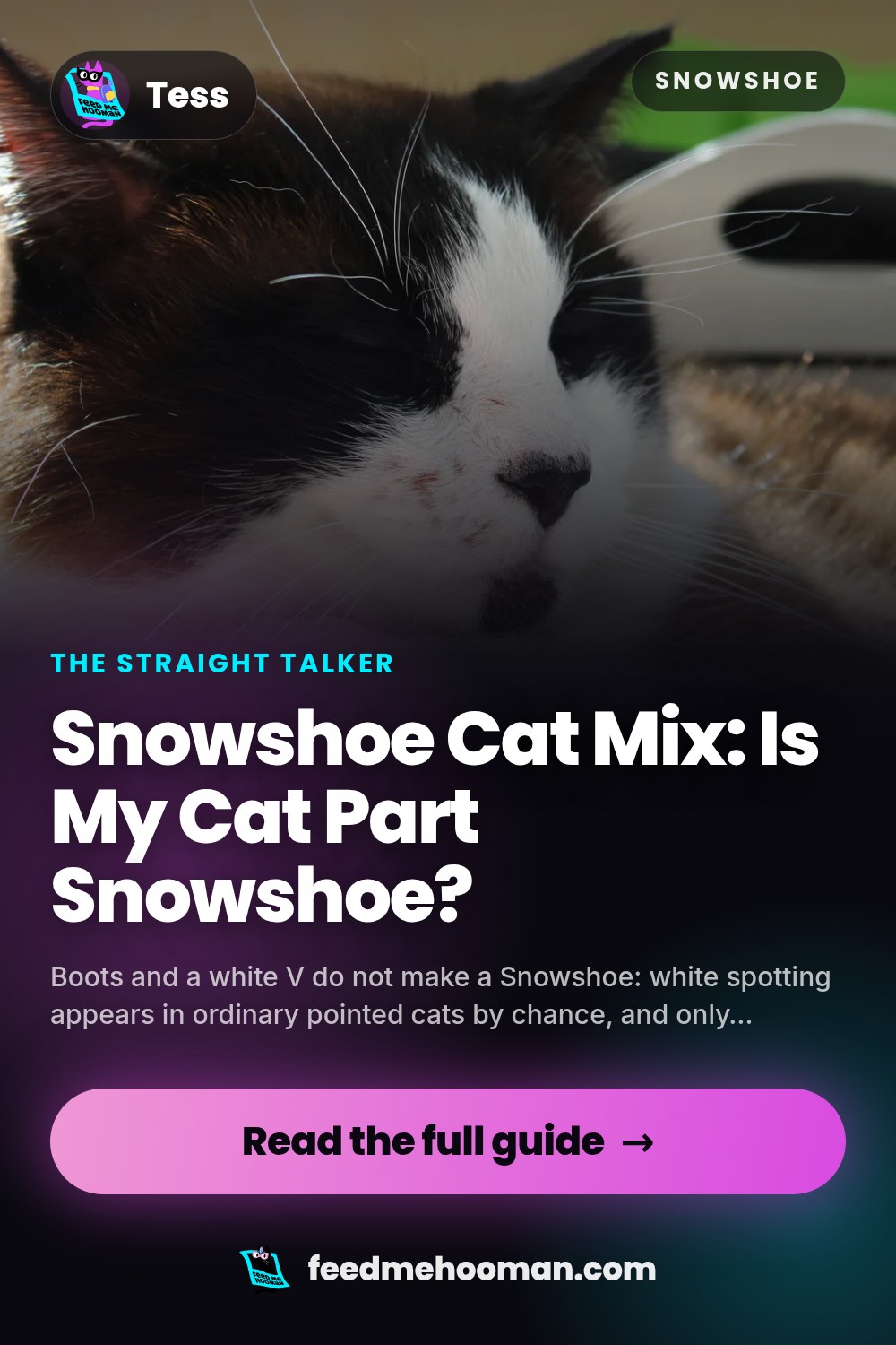 Snowshoe Cat Mix: Is My Cat Part Snowshoe?