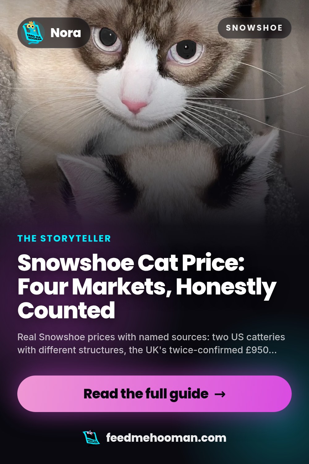 Snowshoe Cat Price: Four Markets, Honestly Counted