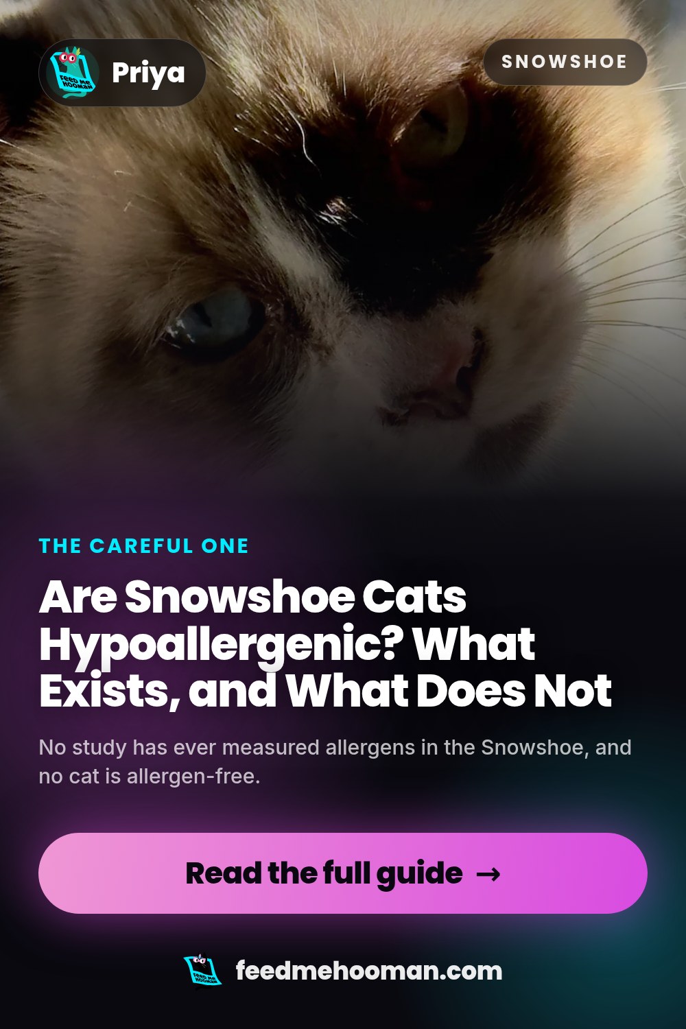 Are Snowshoe Cats Hypoallergenic? What Exists, and What Does Not