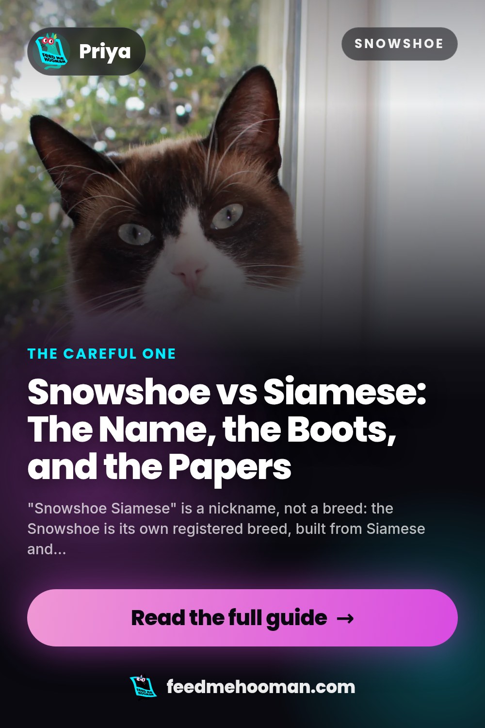 Snowshoe vs Siamese: The Name, the Boots, and the Papers