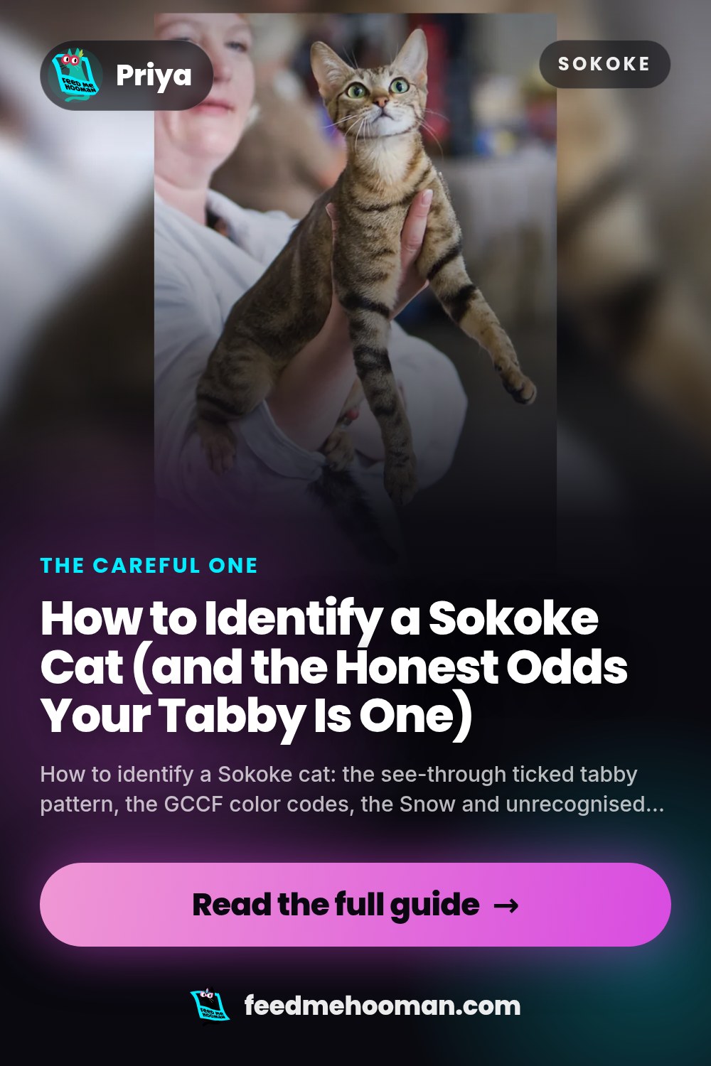 How to Identify a Sokoke Cat (and the Honest Odds Your Tabby Is One)