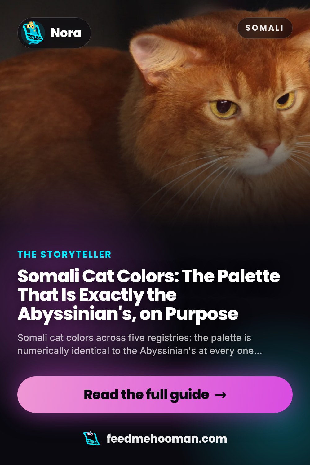 Somali Cat Colors: The Palette That Is Exactly the Abyssinian's, on Purpose