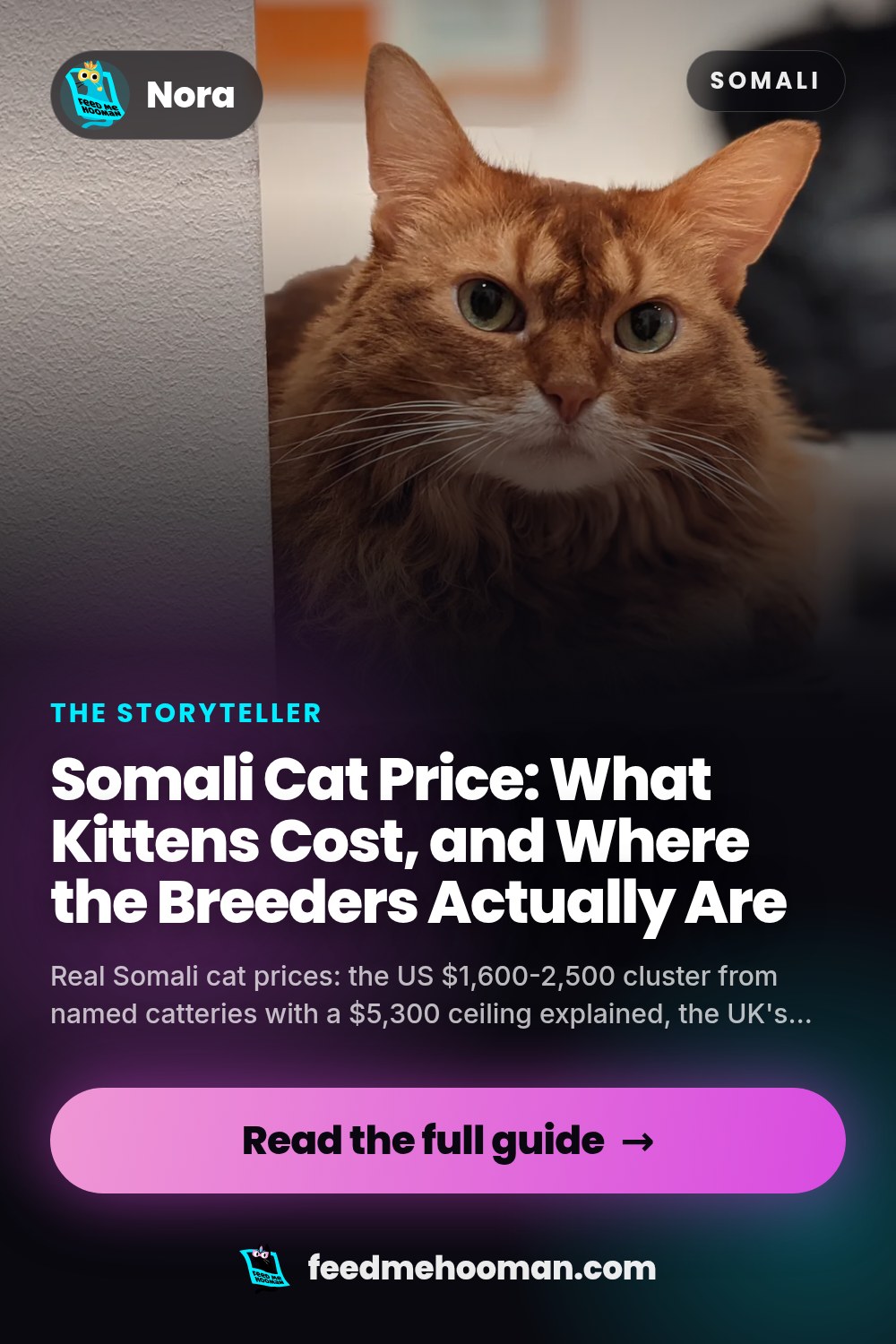 Somali Cat Price: What Kittens Cost, and Where the Breeders Actually Are