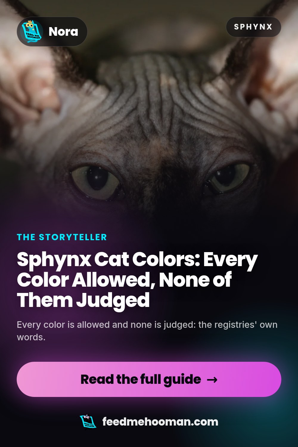 Sphynx Cat Colors: Every Color Allowed, None of Them Judged