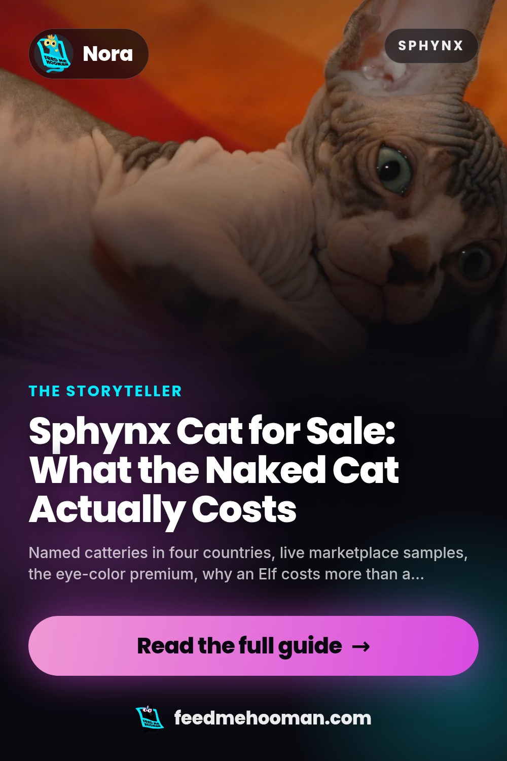 Sphynx Cat for Sale: What the Naked Cat Actually Costs