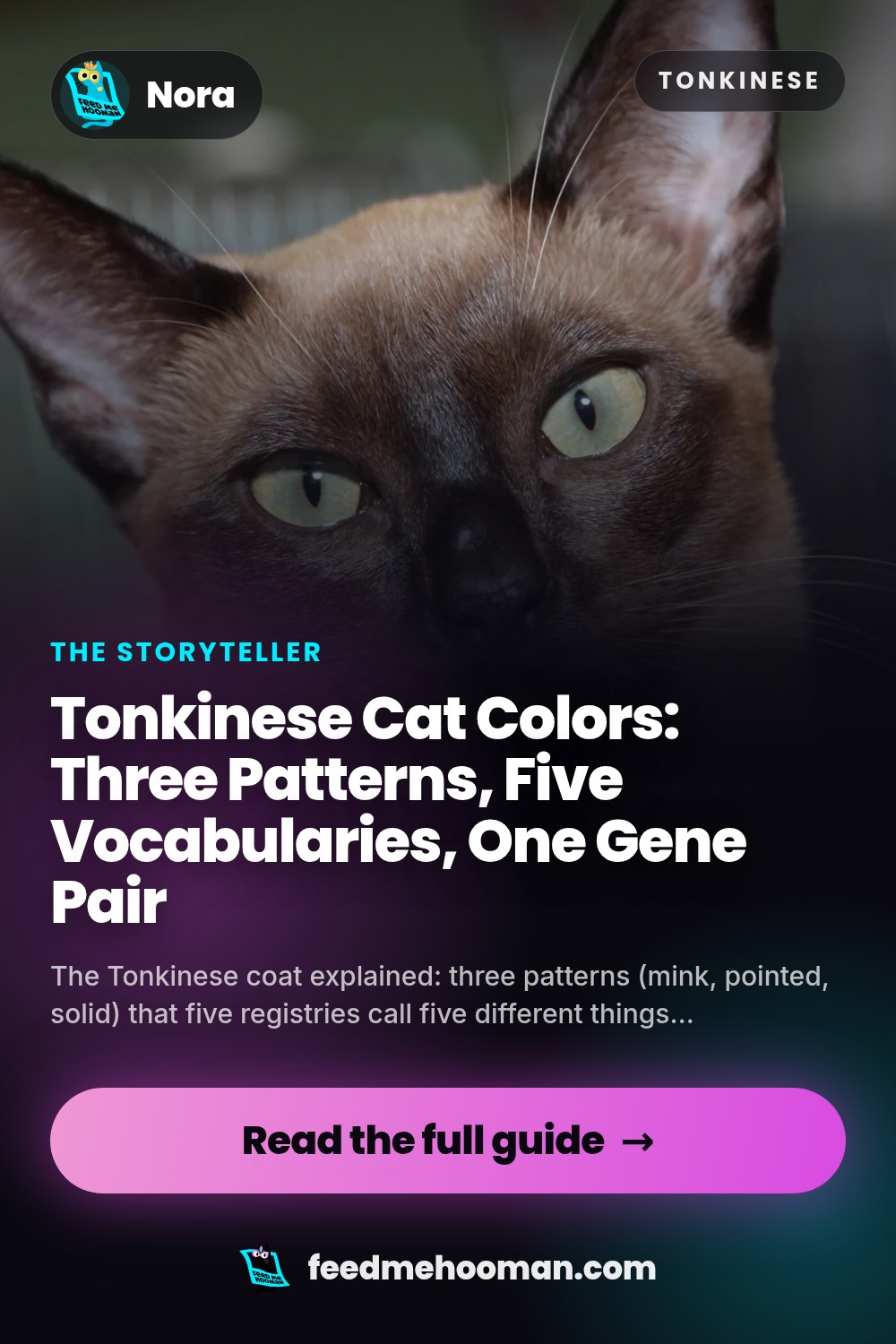 Tonkinese Cat Colors: Three Patterns, Five Vocabularies, One Gene Pair