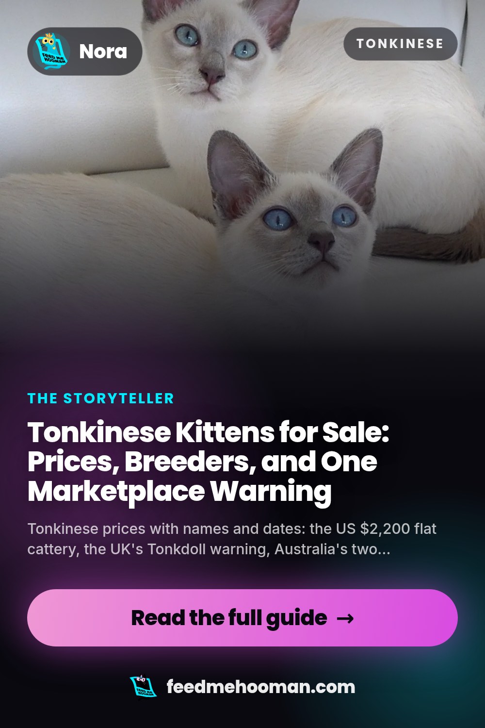 Tonkinese Kittens for Sale: Prices, Breeders, and One Marketplace Warning