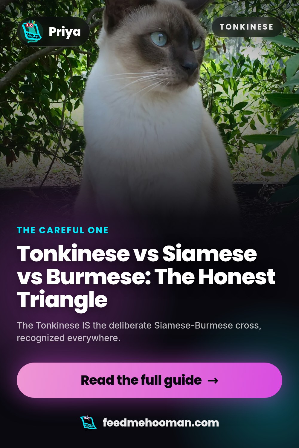 Tonkinese vs Siamese vs Burmese: The Honest Triangle