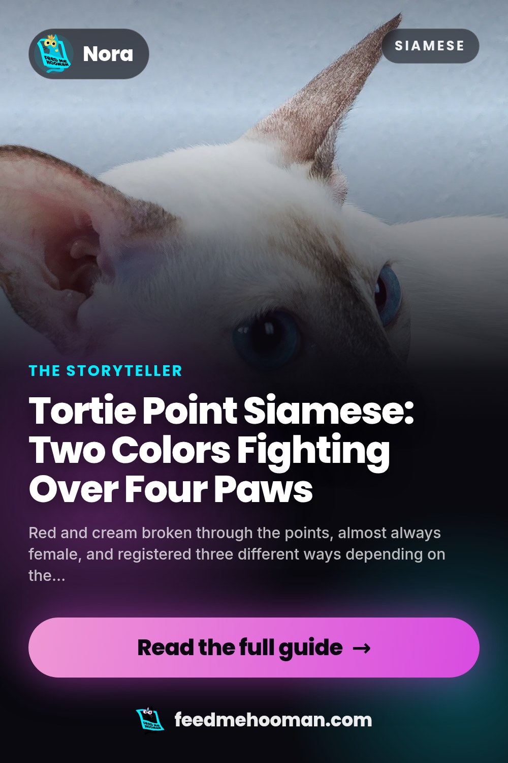 Tortie Point Siamese: Two Colors Fighting Over Four Paws