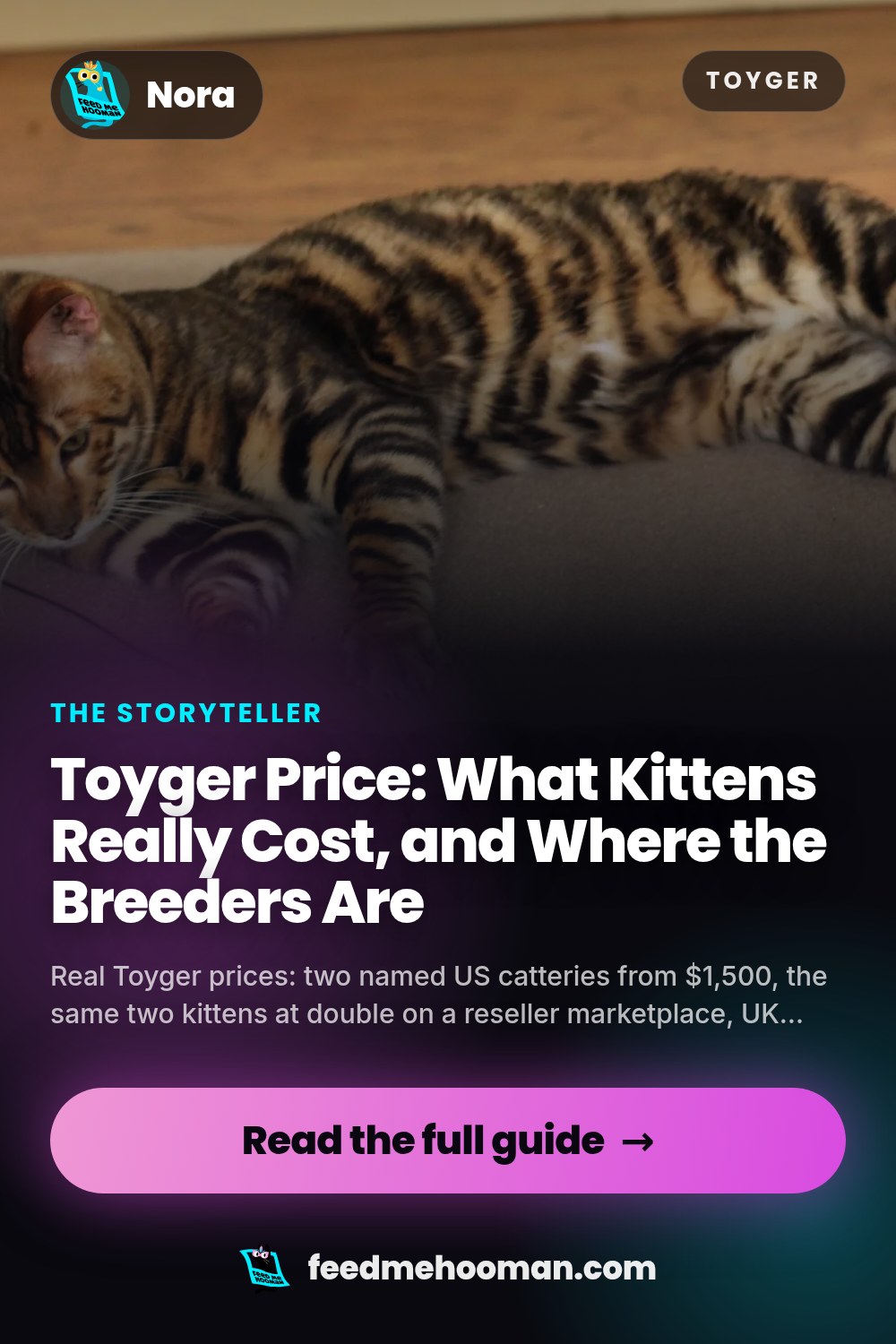Toyger Price: What Kittens Really Cost, and Where the Breeders Are