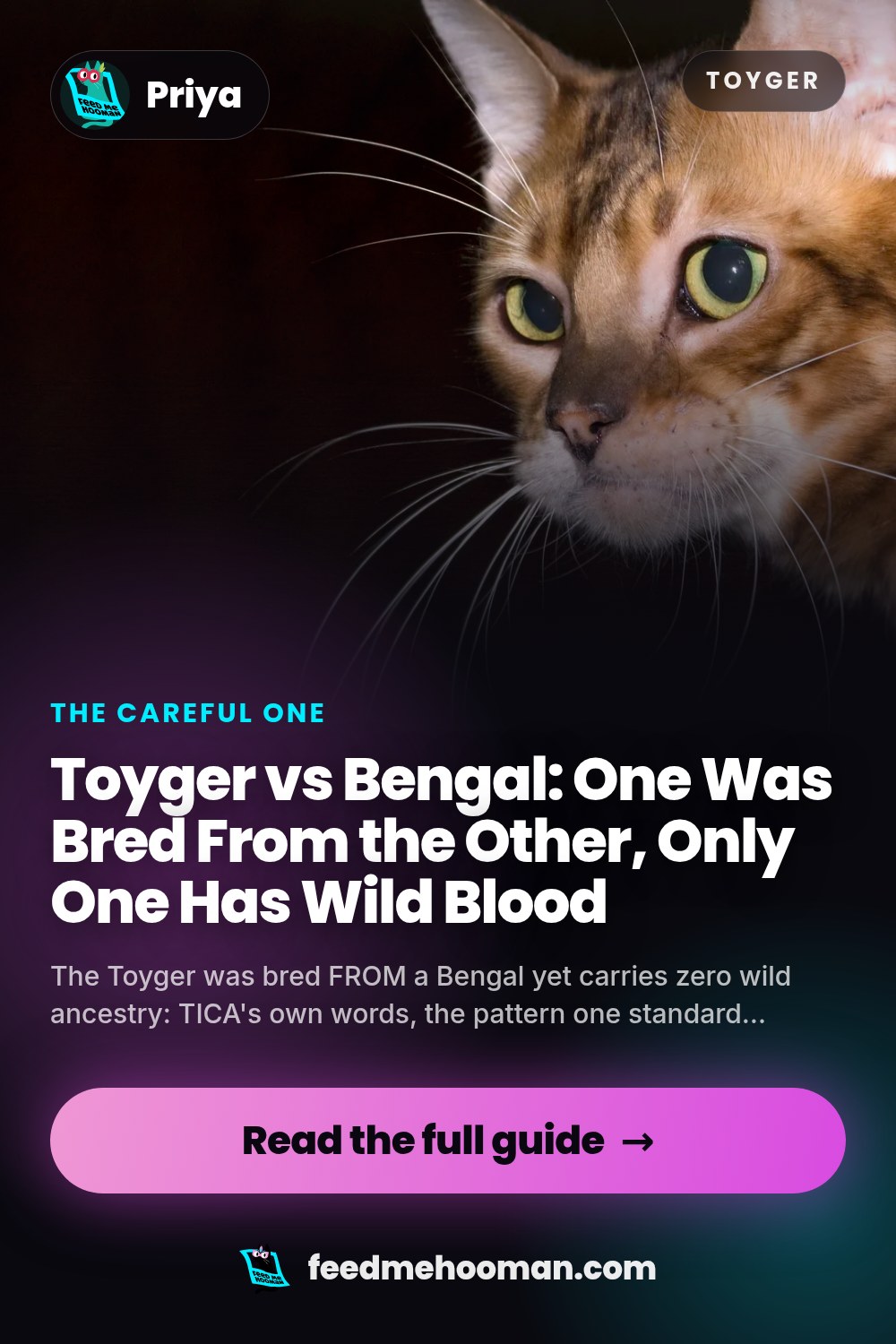 Toyger vs Bengal: One Was Bred From the Other, Only One Has Wild Blood