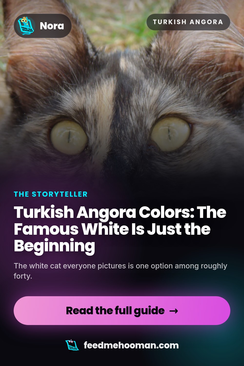 Turkish Angora Colors: The Famous White Is Just the Beginning