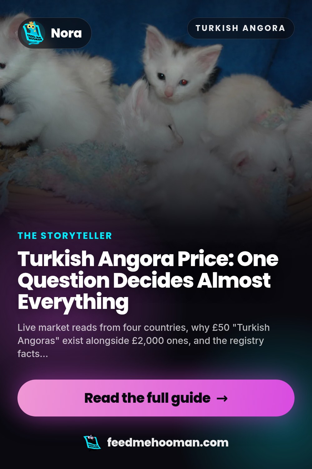 Turkish Angora Price: One Question Decides Almost Everything