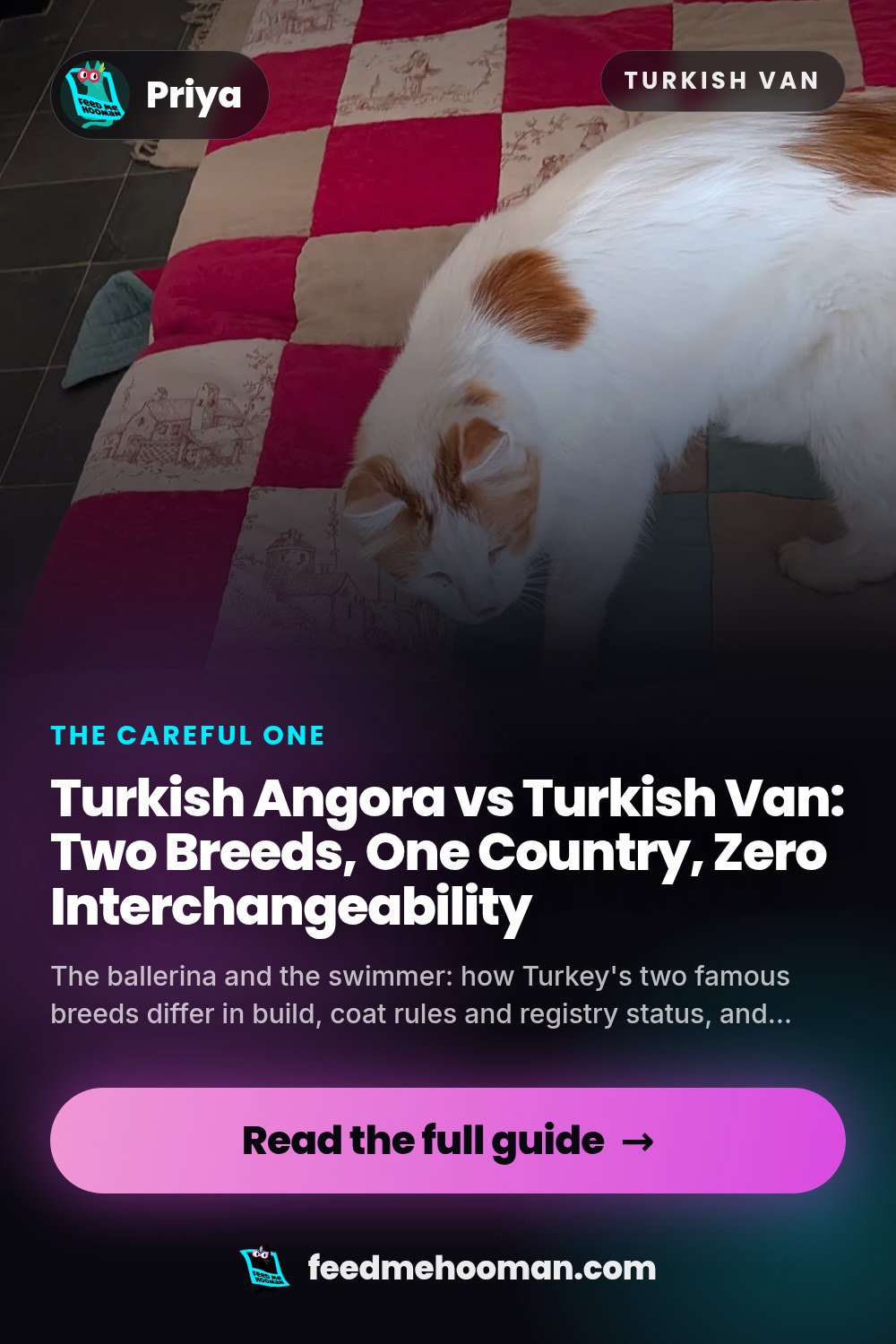Turkish Angora vs Turkish Van: Two Breeds, One Country, Zero Interchangeability