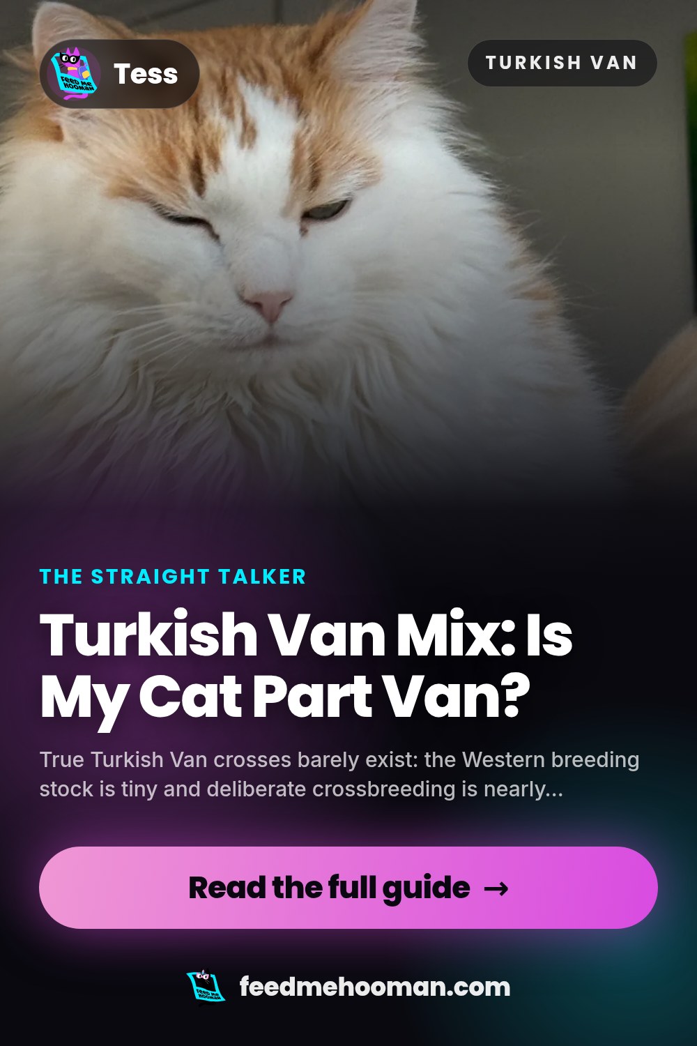 Turkish Van Mix: Is My Cat Part Van?